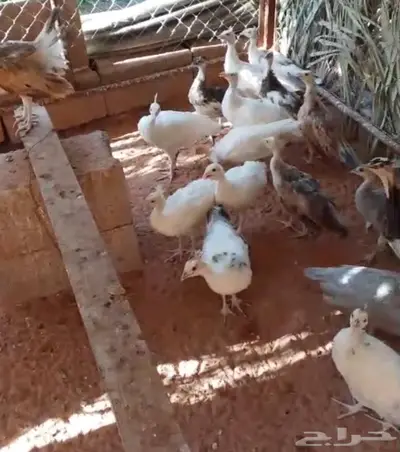 فروخ طاووس أو طاؤوس للبيع 1