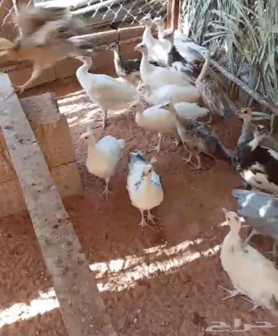 فروخ طاووس أو طاؤوس للبيع 0