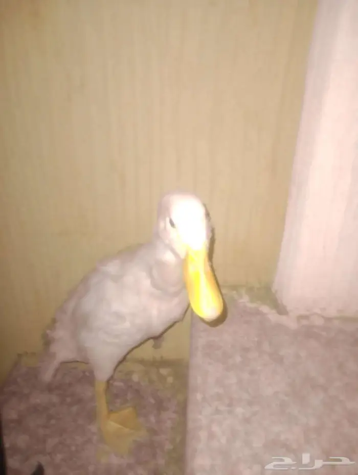 بط للبيع 3