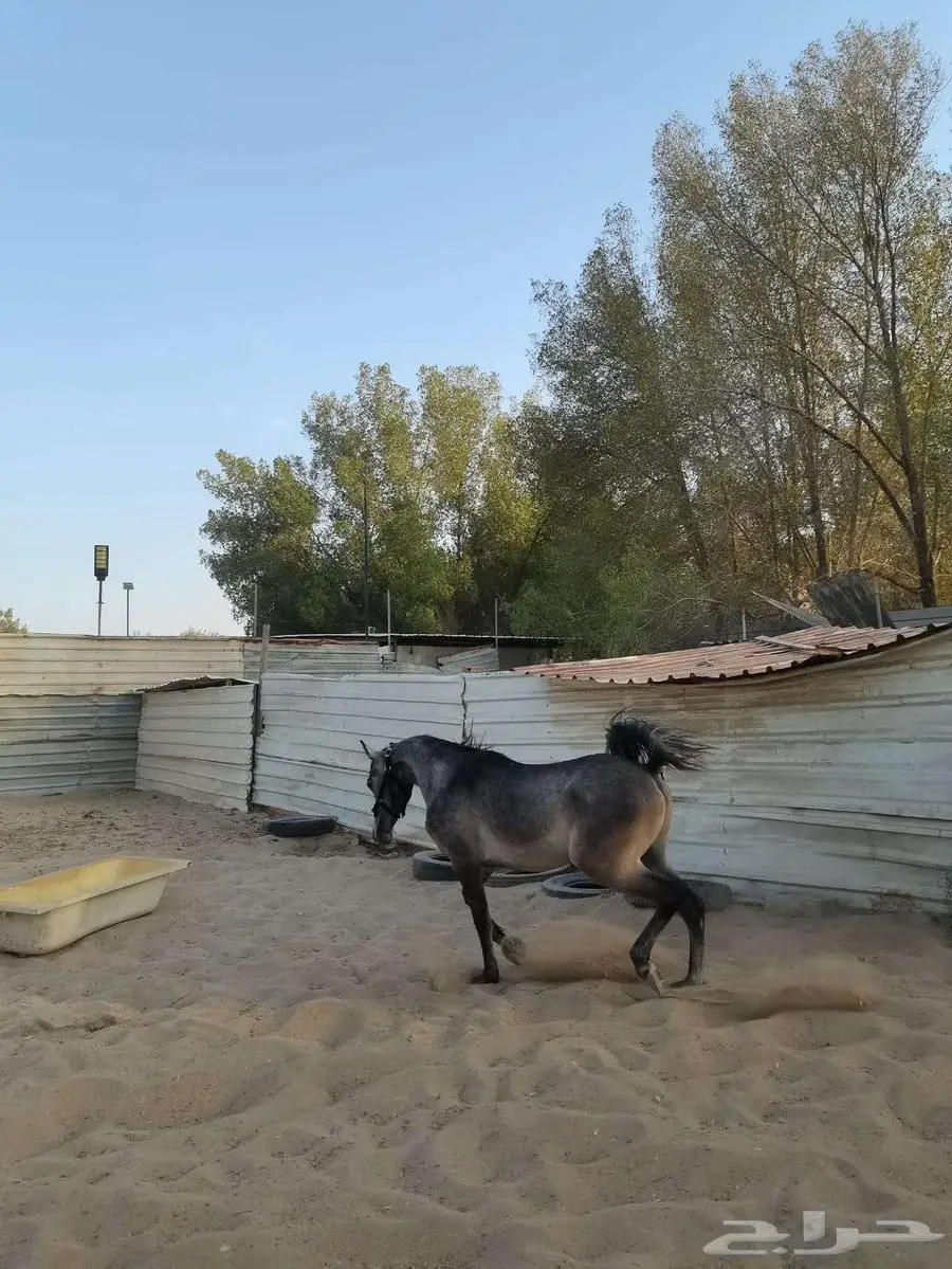 مهر شعبي شيخ تم البييع 5