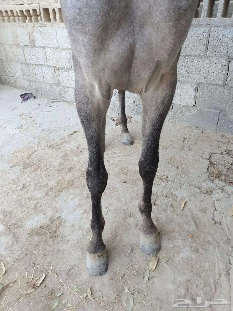 مهر شعبي شيخ تم البييع 3