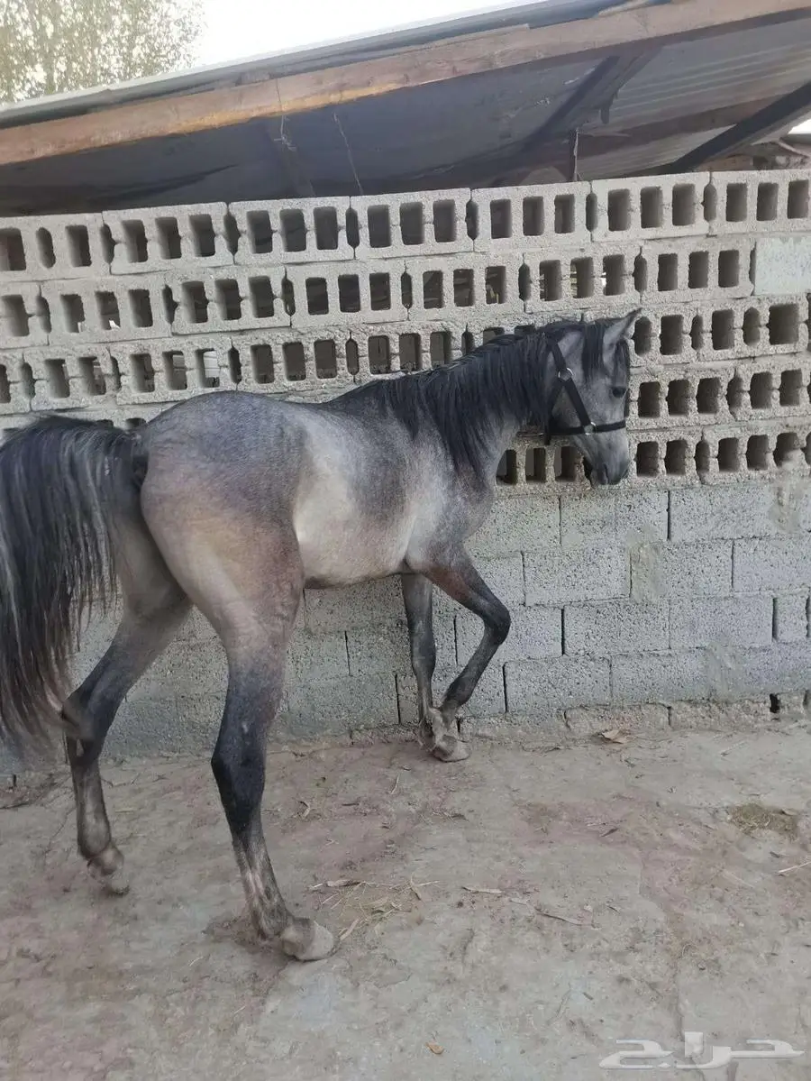 مهر شعبي شيخ تم البييع 1