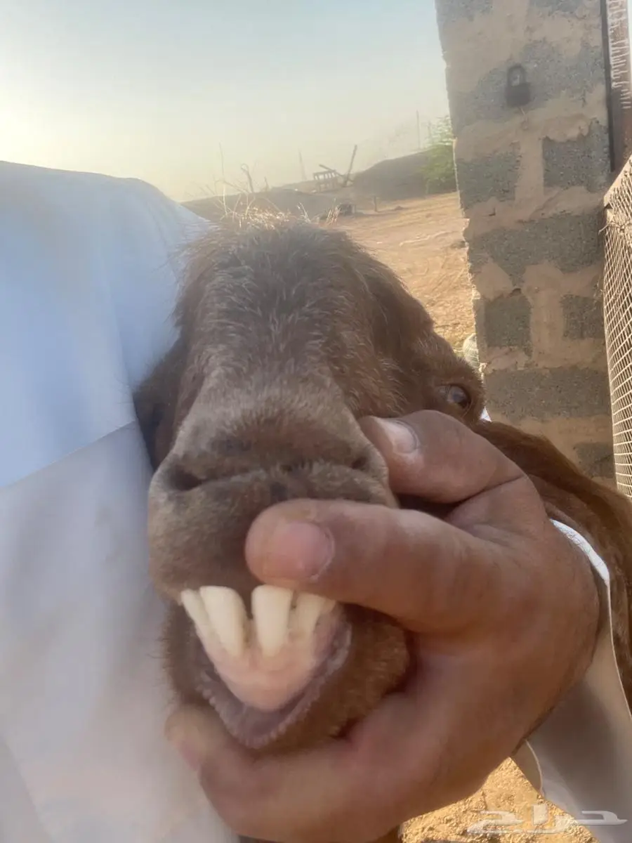 تيس حجازي هولندي 1