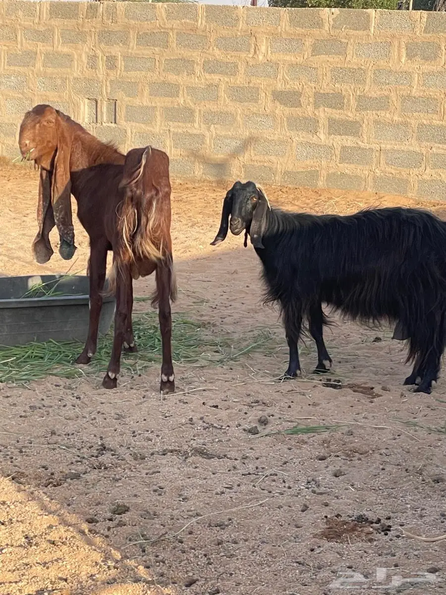 تيس حجازي هولندي 2
