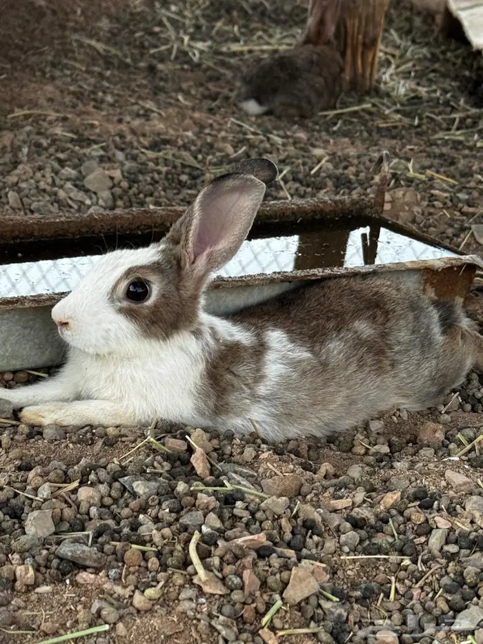 ارانب للبيع 2