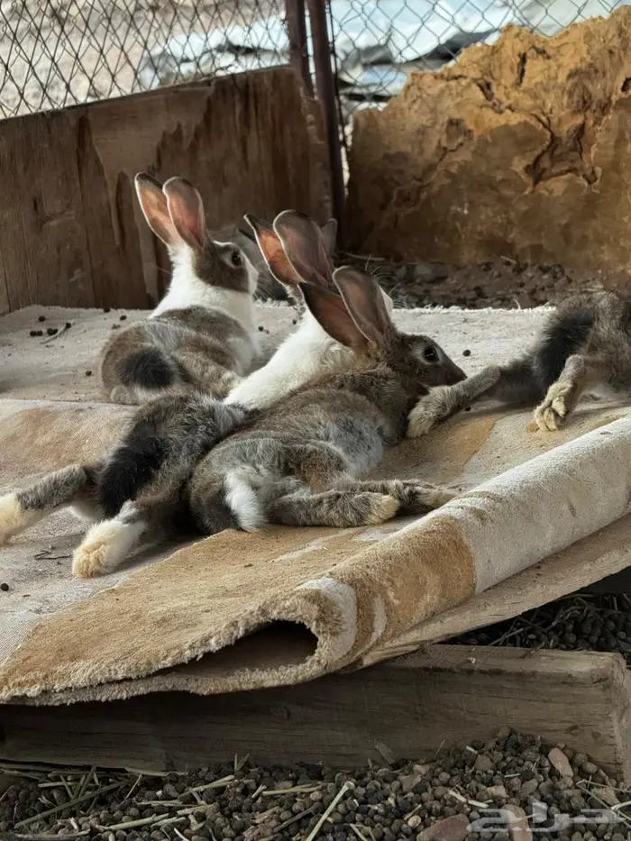 ارانب للبيع 4