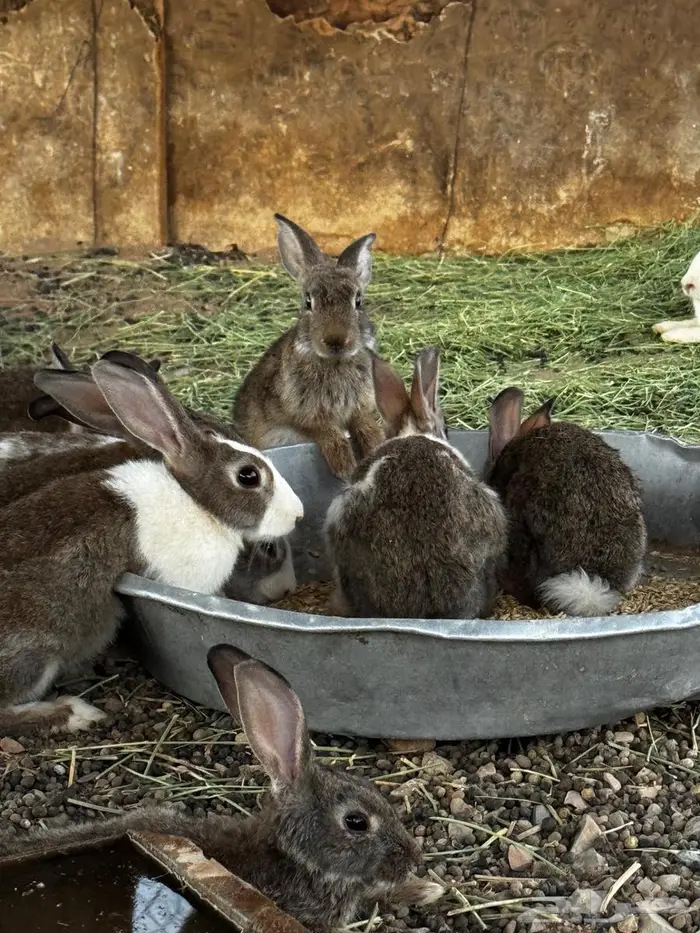 ارانب للبيع 3