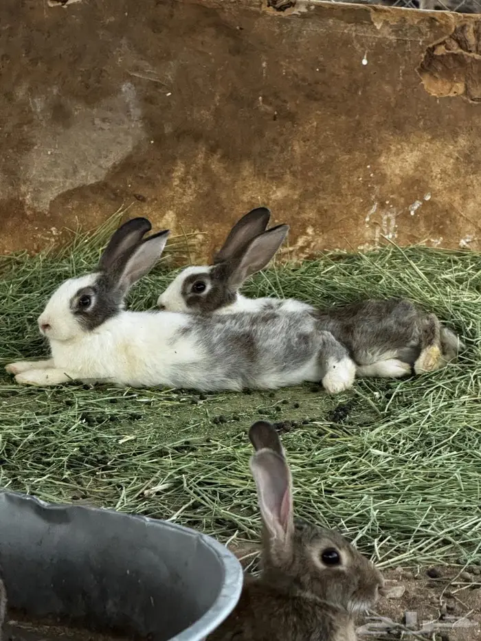 ارانب للبيع 0