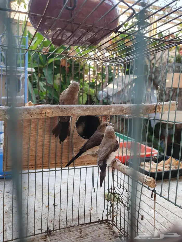 عصافير زيبرا 0