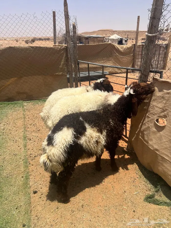 طليان نعيم 1