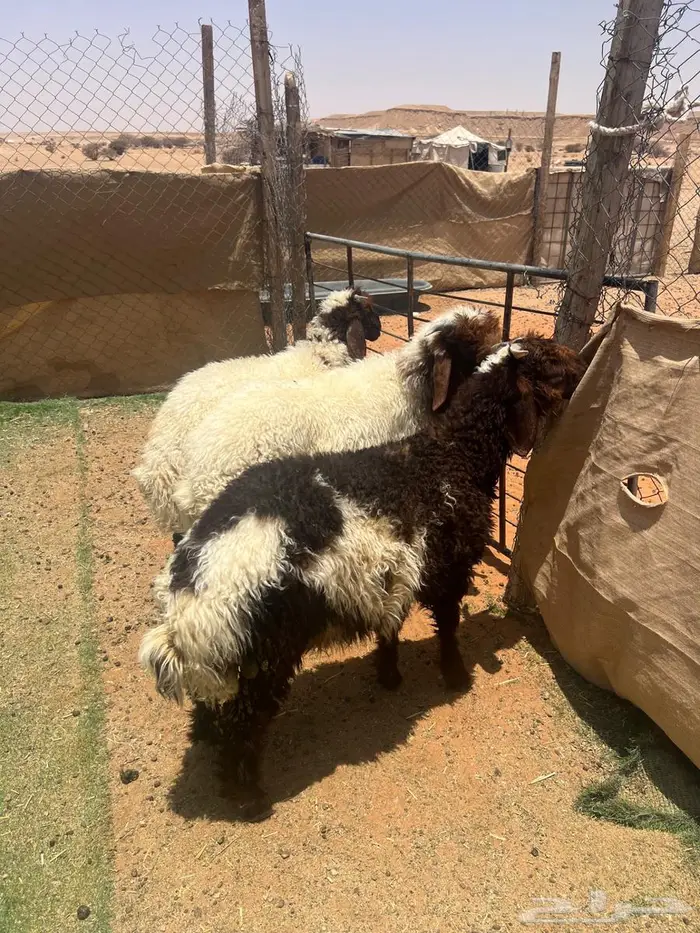 طليان نعيم 2