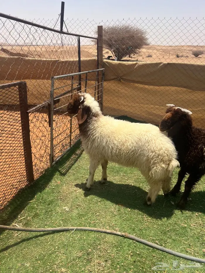 طليان نعيم 3