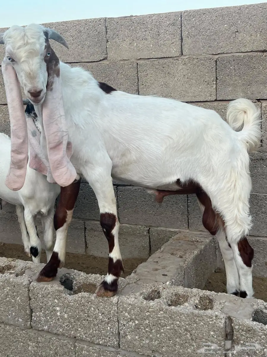 تيوس مطورة للبيع 1