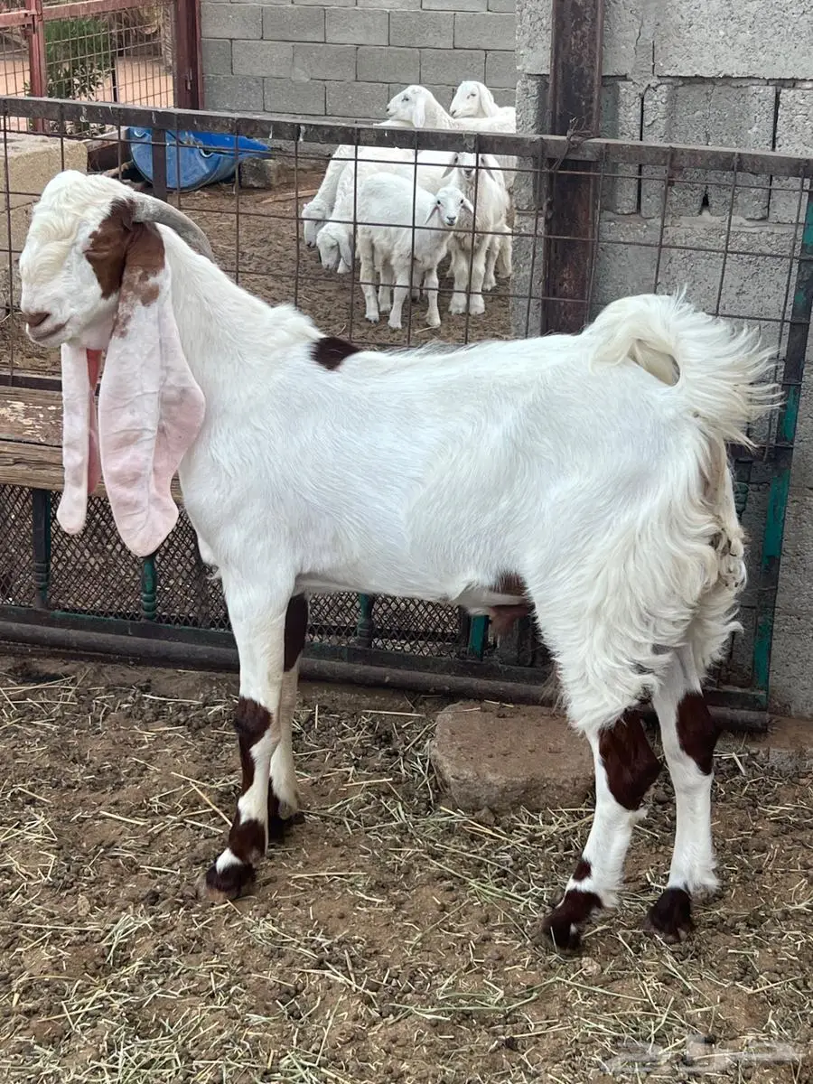تيوس مطورة للبيع 3