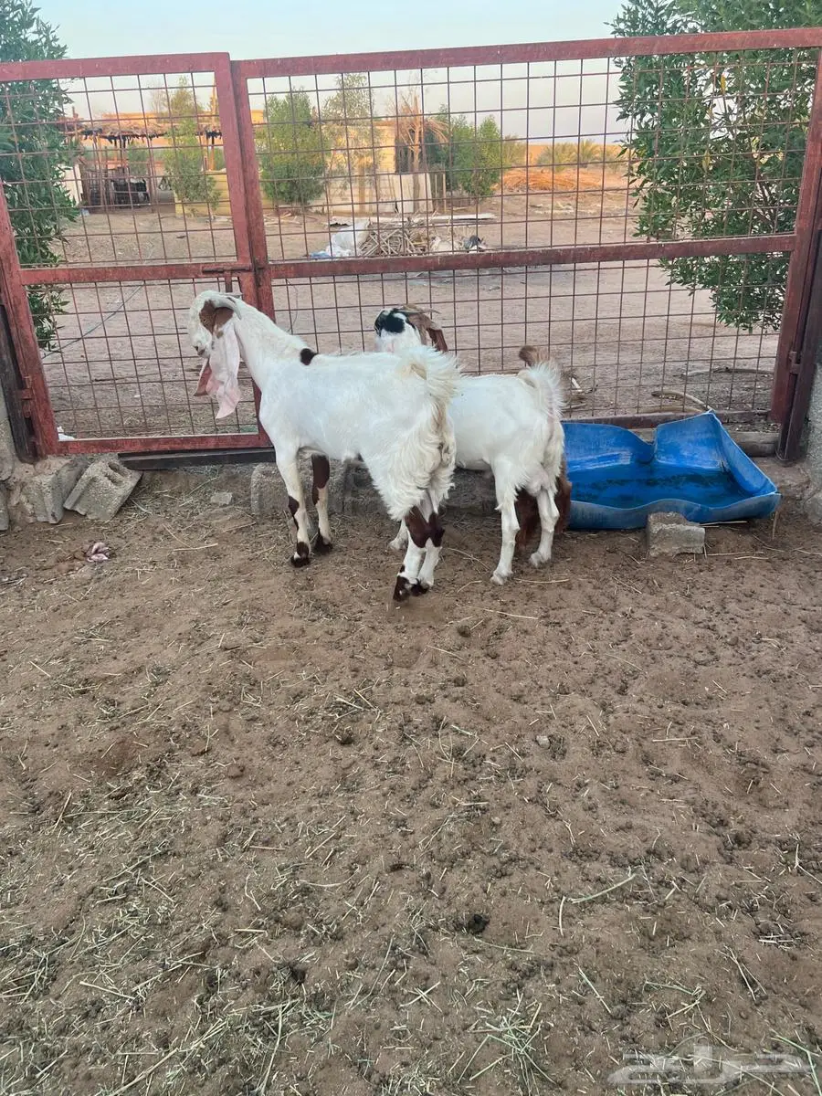 تيوس مطورة للبيع 0
