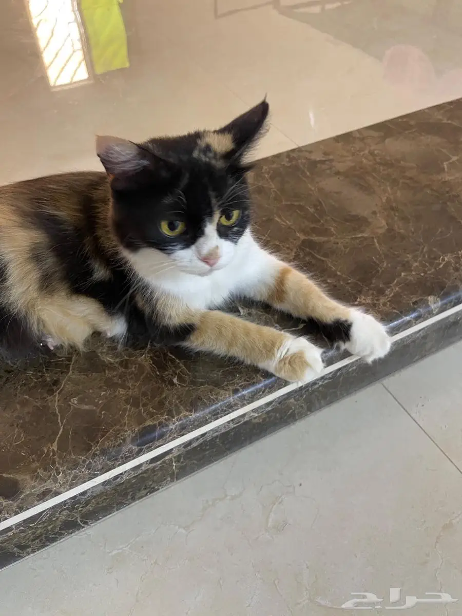 قطة للتبني واطفالها 3