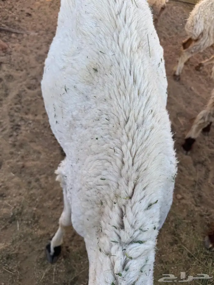 خروف سواكني 0