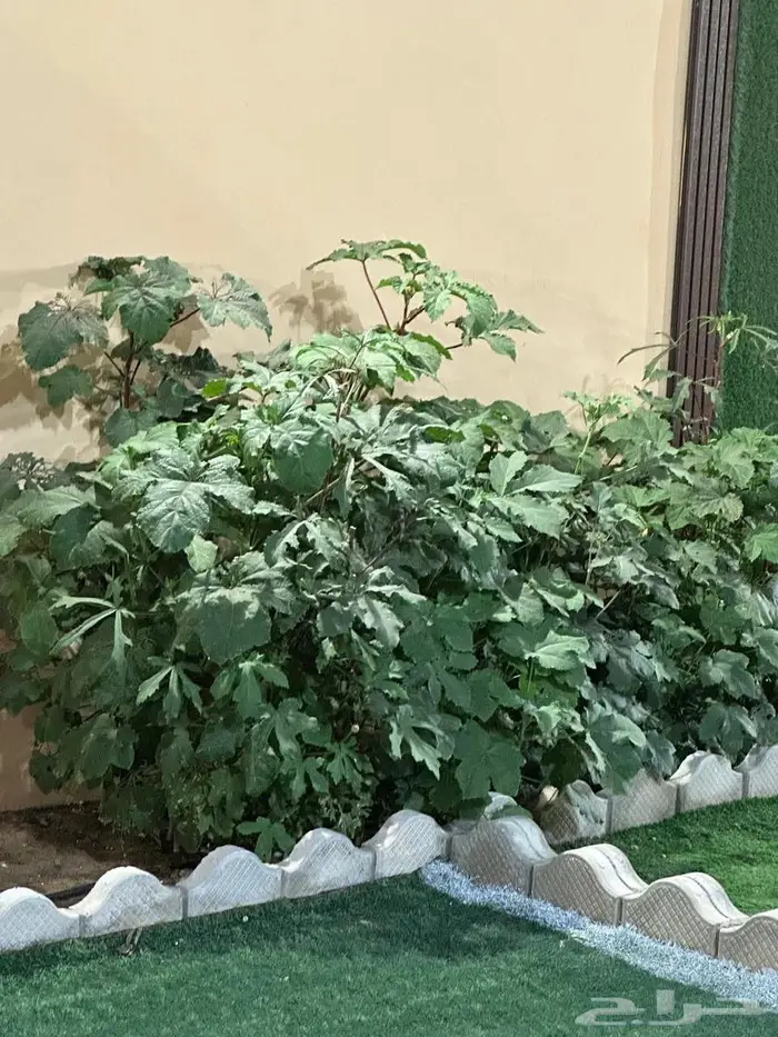 استراحات للايجار 13