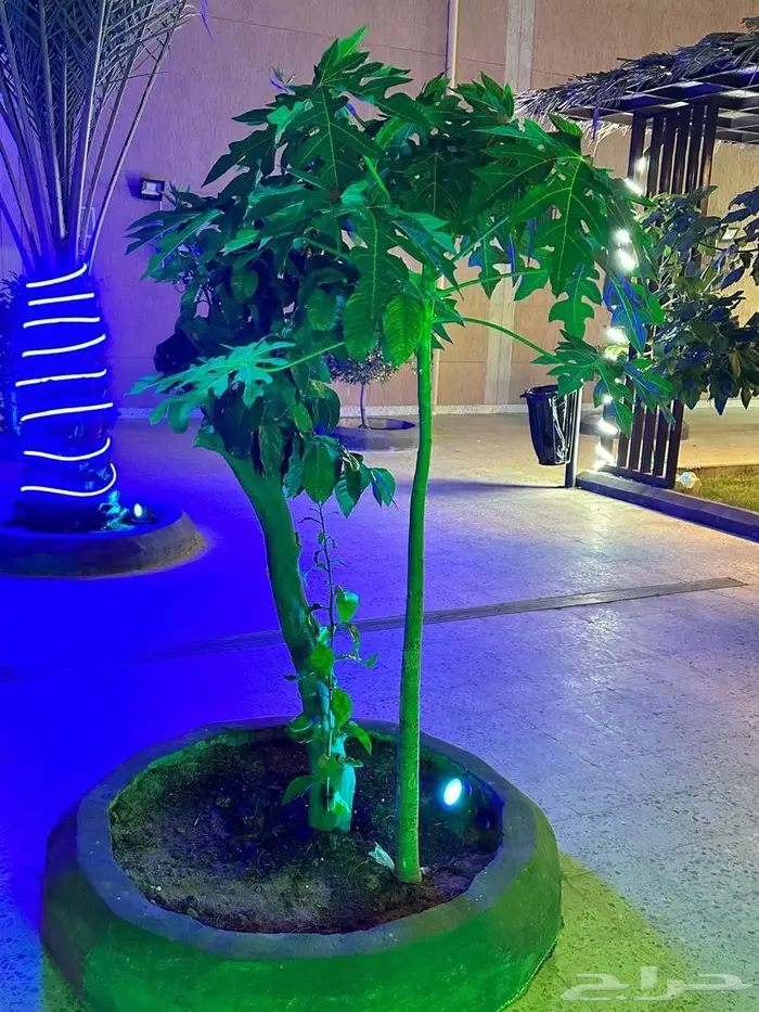 استراحات للايجار 23