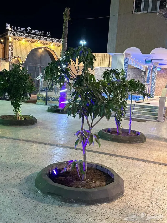 استراحات للايجار 36