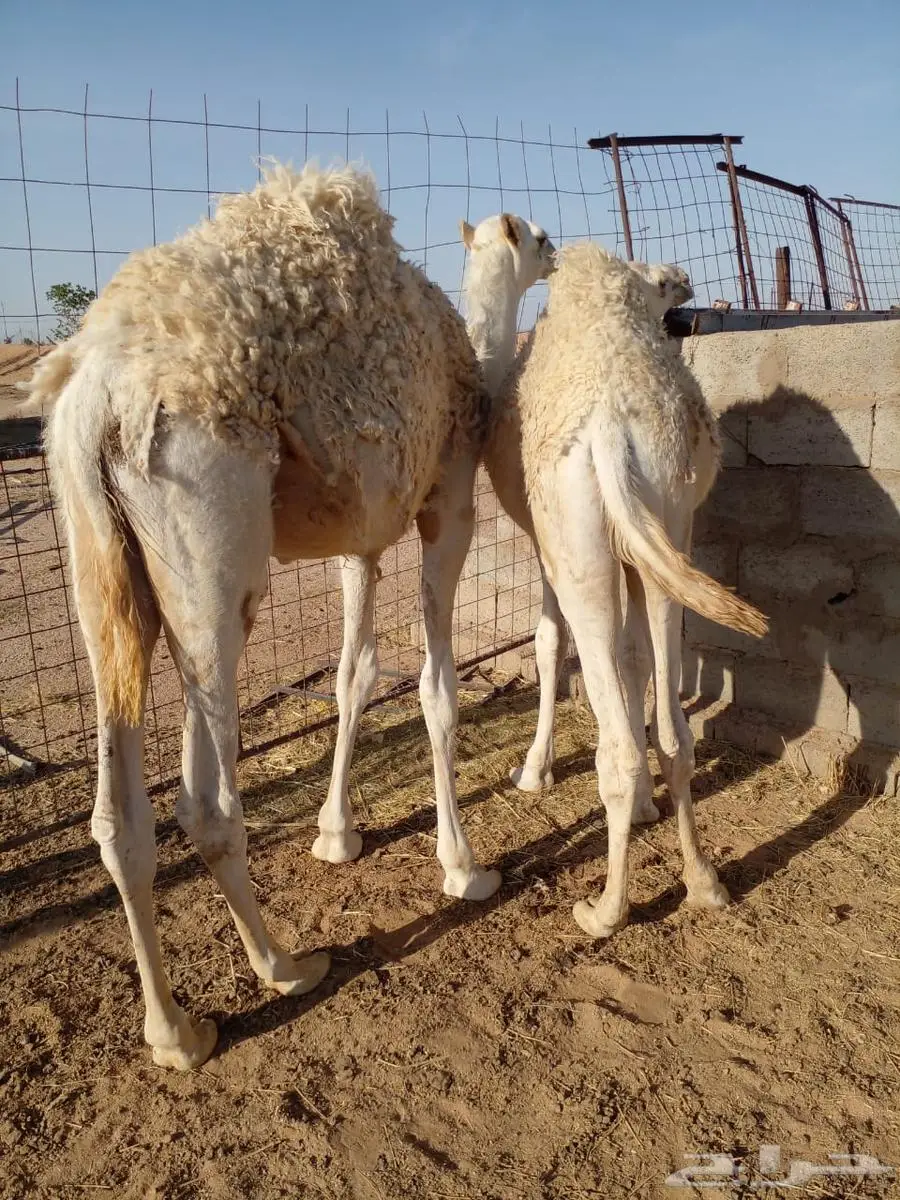 2 قعدان حشو طيبة جدا 0