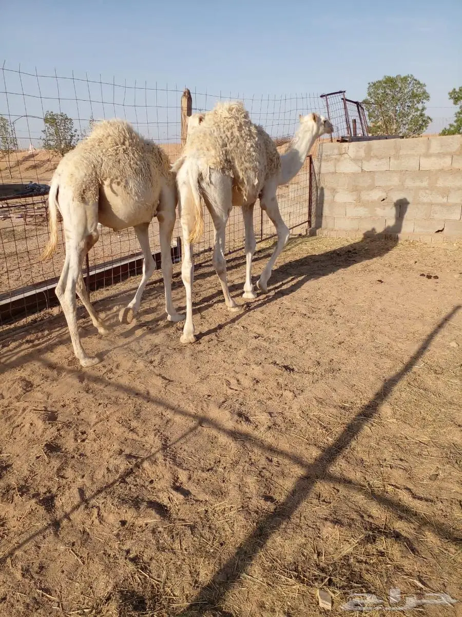 2 قعدان حشو طيبة جدا 2