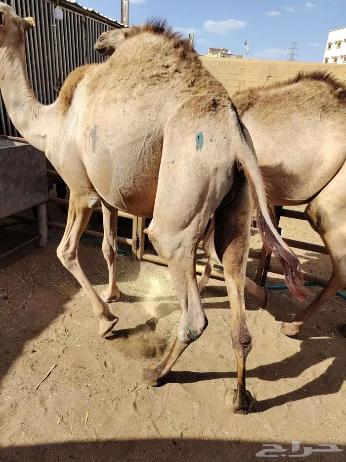 قعدان مرابي شي فاخر يبيض الوجه للمناسبات الزواج و الولائم 1
