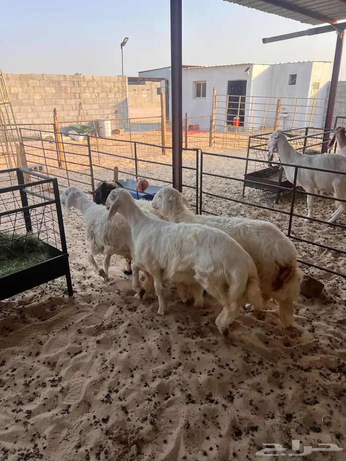 خرفان ورخال سته شهور وطالع 8