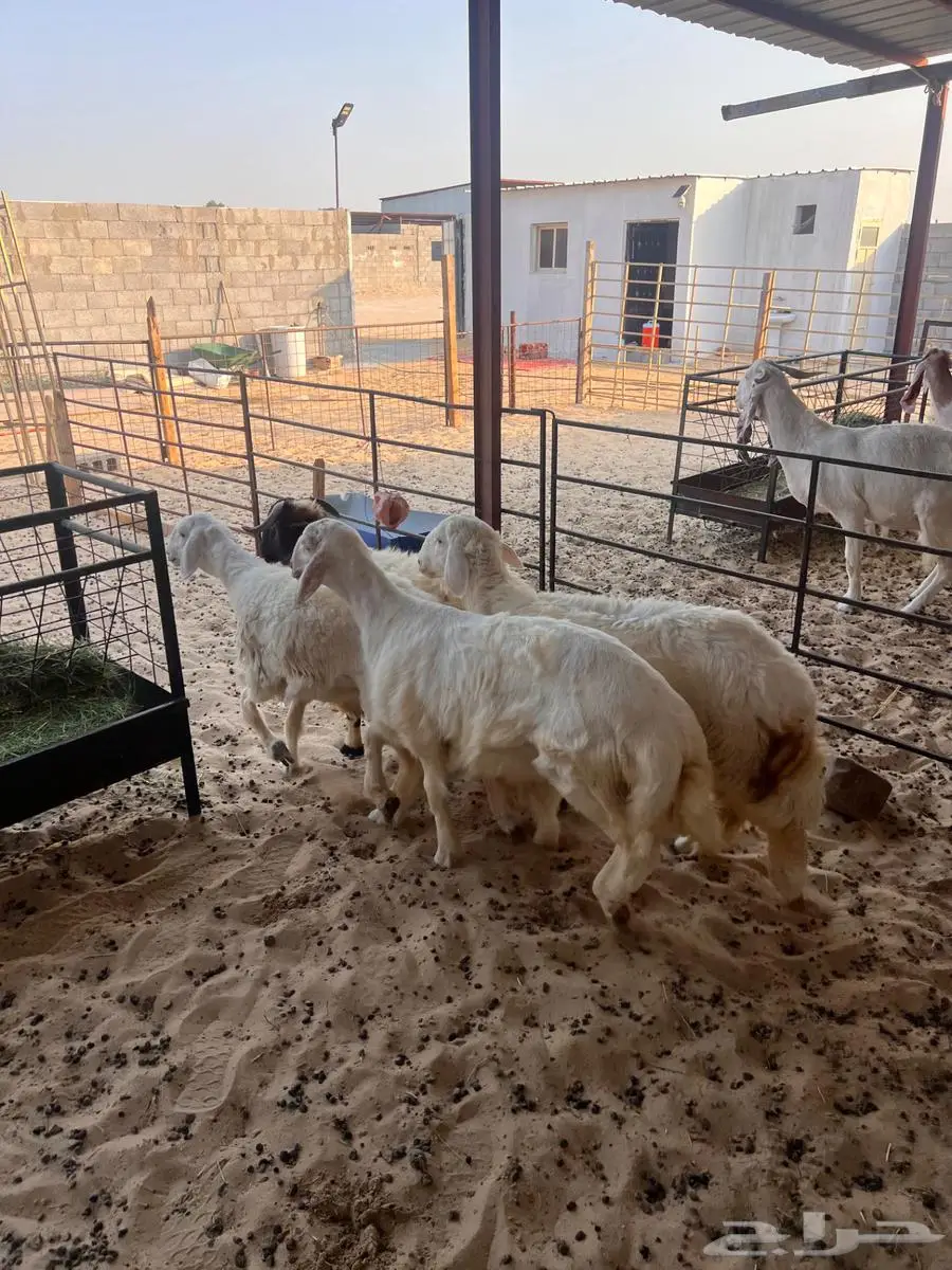 خرفان ورخال سته شهور وطالع 8