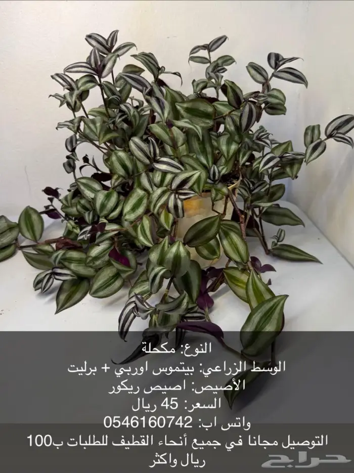 نبات داخلي بوتس - اجلونيما - الوكاسيا - مونستيرا - سنجونيوم 11