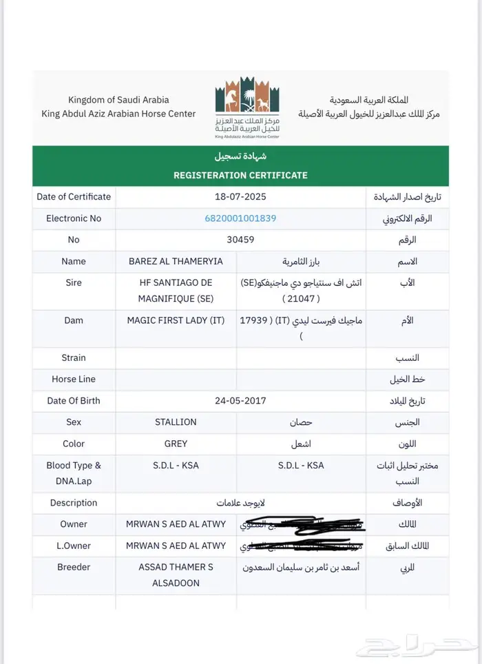 حصان وراق للبيع 0
