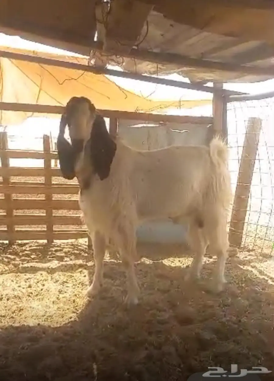 جذع او ثني مشروك مصري ببرقوت 0