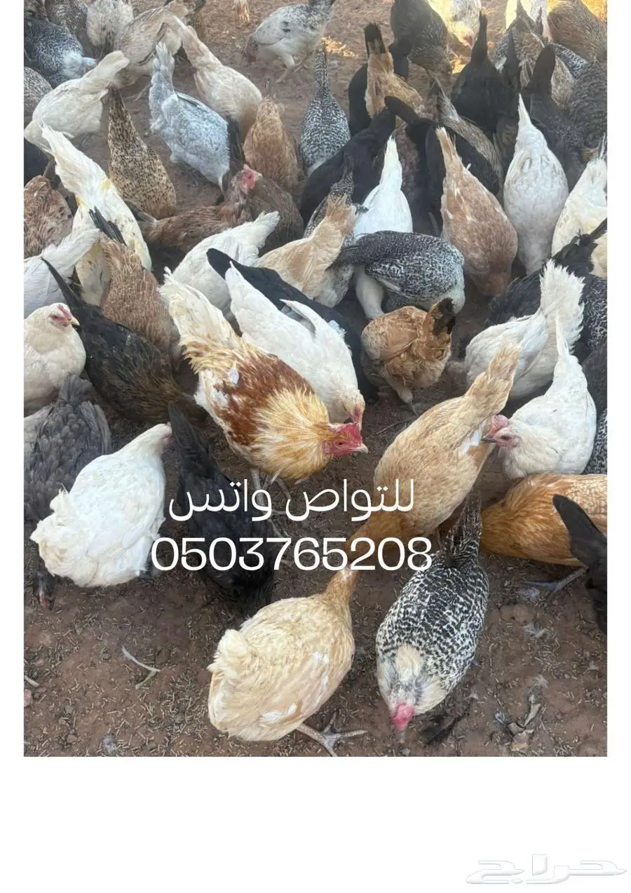 دجاج بلدي مع ديوك العمرتقريبا 3 شهور 1