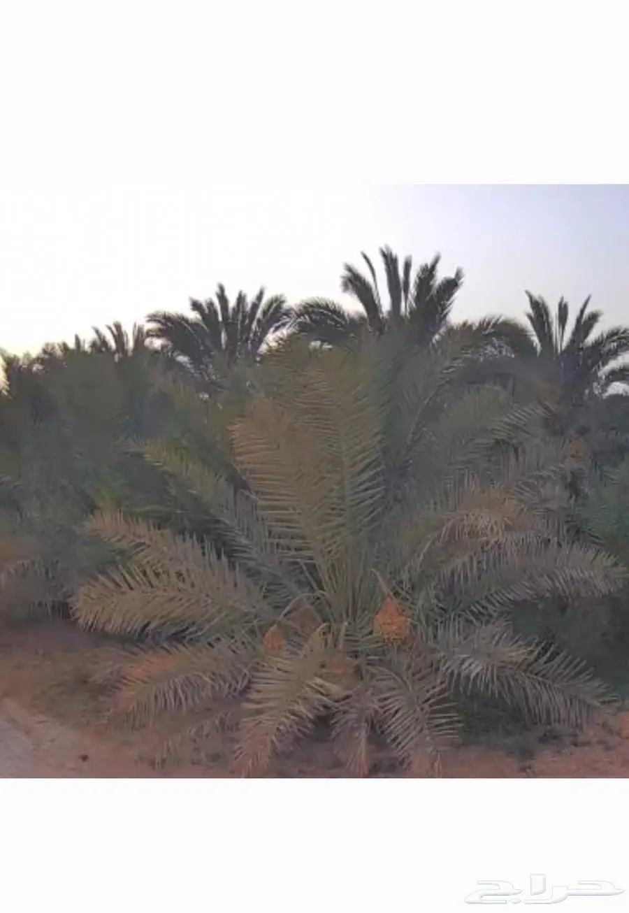 ثمر نخل للبيع 0