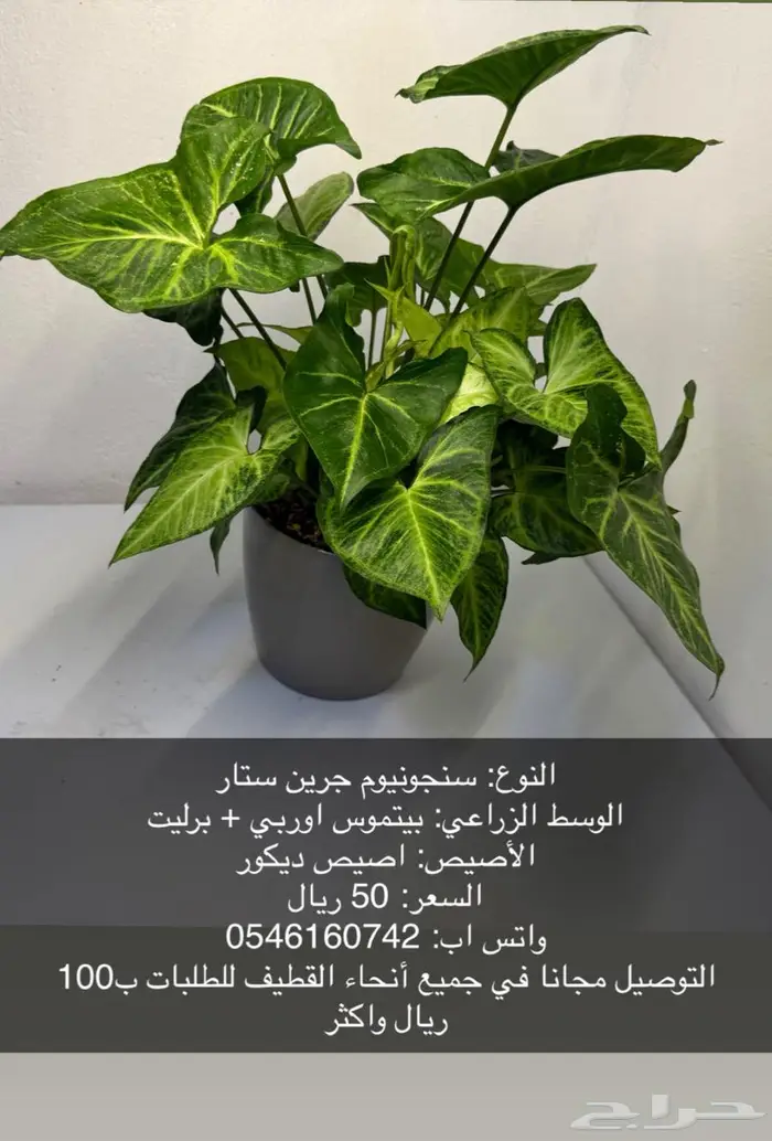نبات داخلي بوتس - اجلونيما - الوكاسيا - مونستيرا - سنجونيوم 10