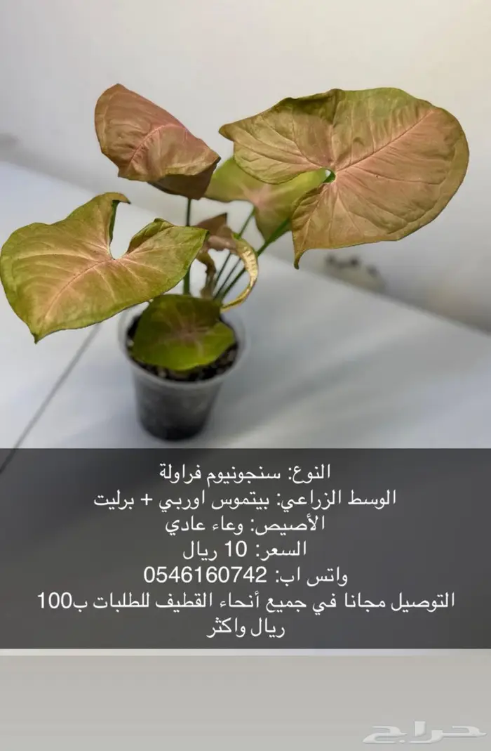 نبات داخلي بوتس - اجلونيما - الوكاسيا - مونستيرا - سنجونيوم 6