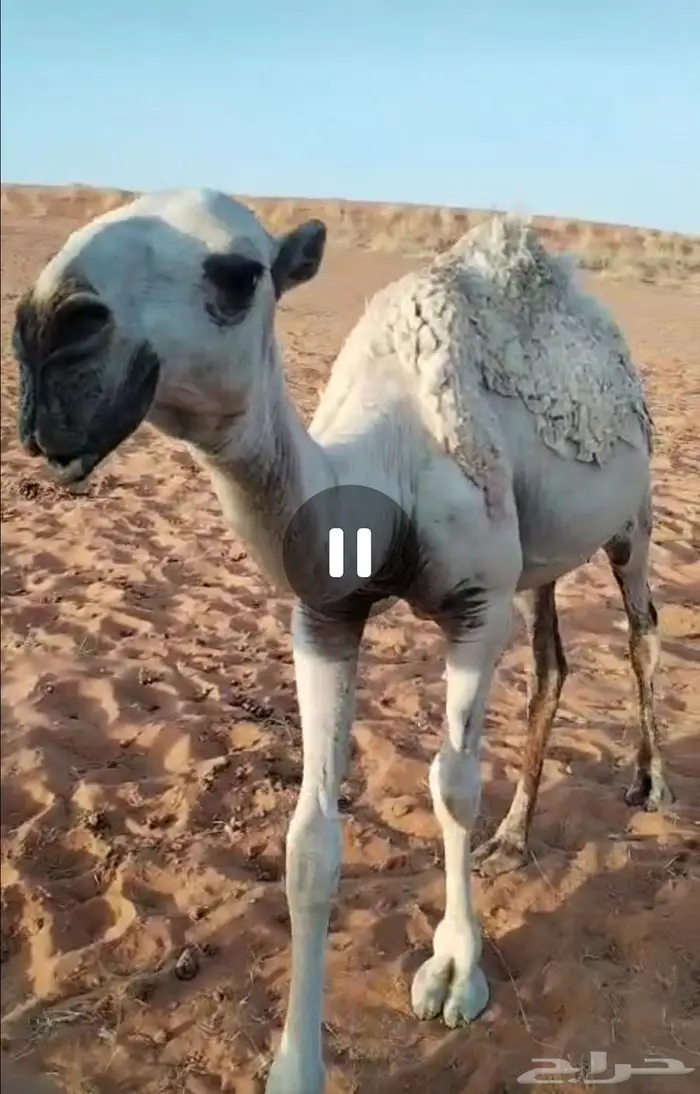 بكره مفروده طيبه للبيع باتليه 0