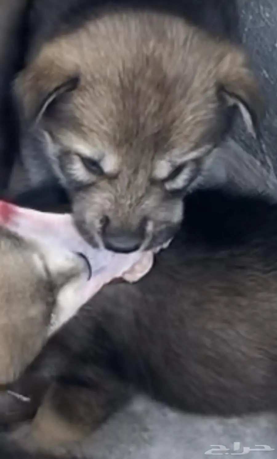 جرو كلب الذئب wolf dog 1