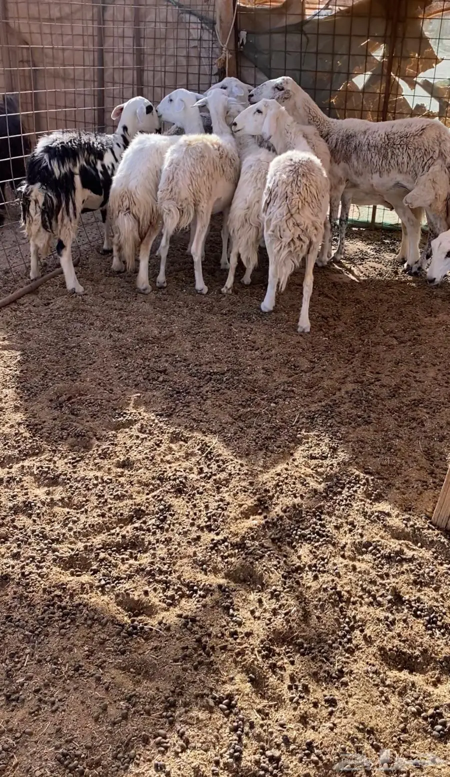 ضان للبيع 3