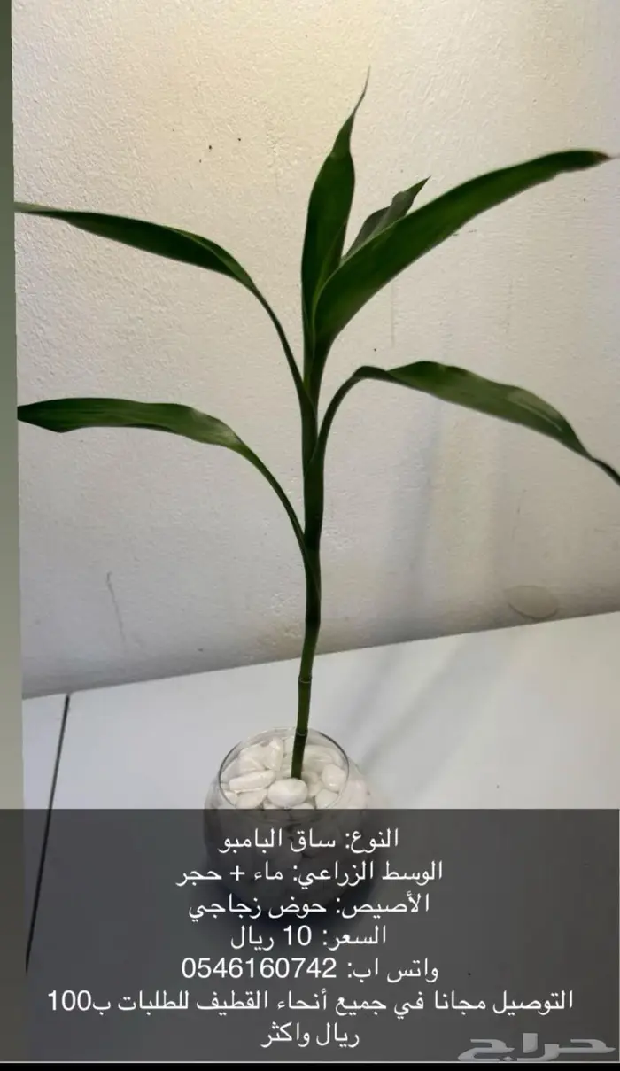 نبات داخلي بوتس - اجلونيما - الوكاسيا - مونستيرا - سنجونيوم 7