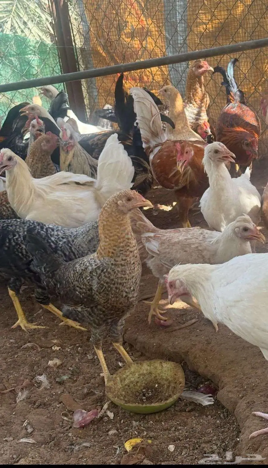 دجاج بلدي مع ديوك العمرتقريبا 3 شهور 0