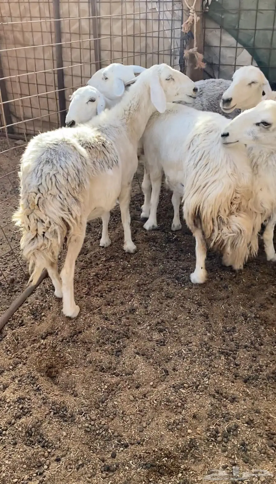 ضان للبيع 1