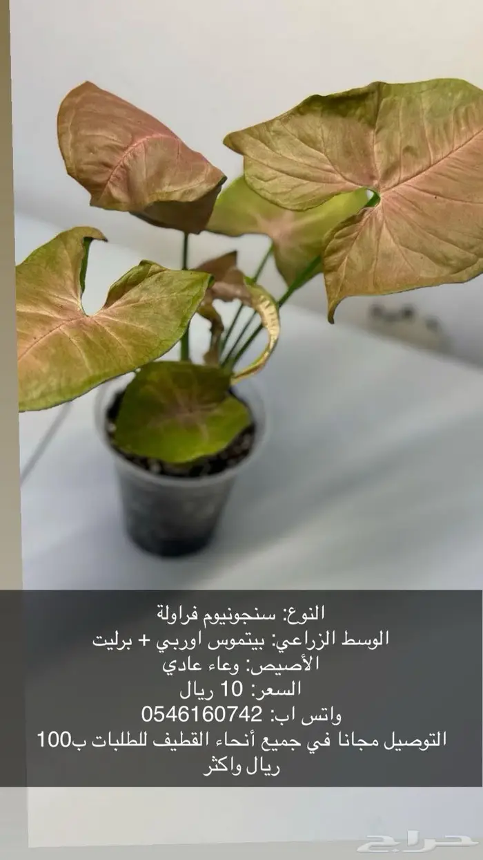 نبات داخلي بوتس - اجلونيما - الوكاسيا - مونستيرا - سنجونيوم 0