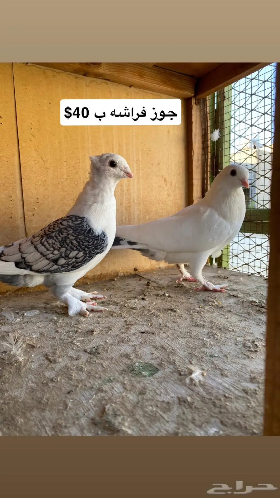 حمام مشكل index