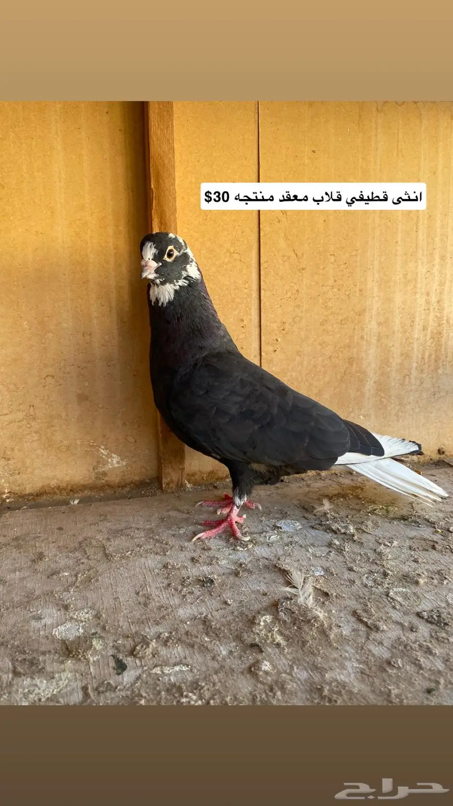 حمام مشكل index