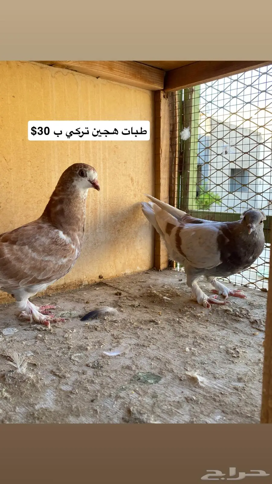 حمام مشكل index