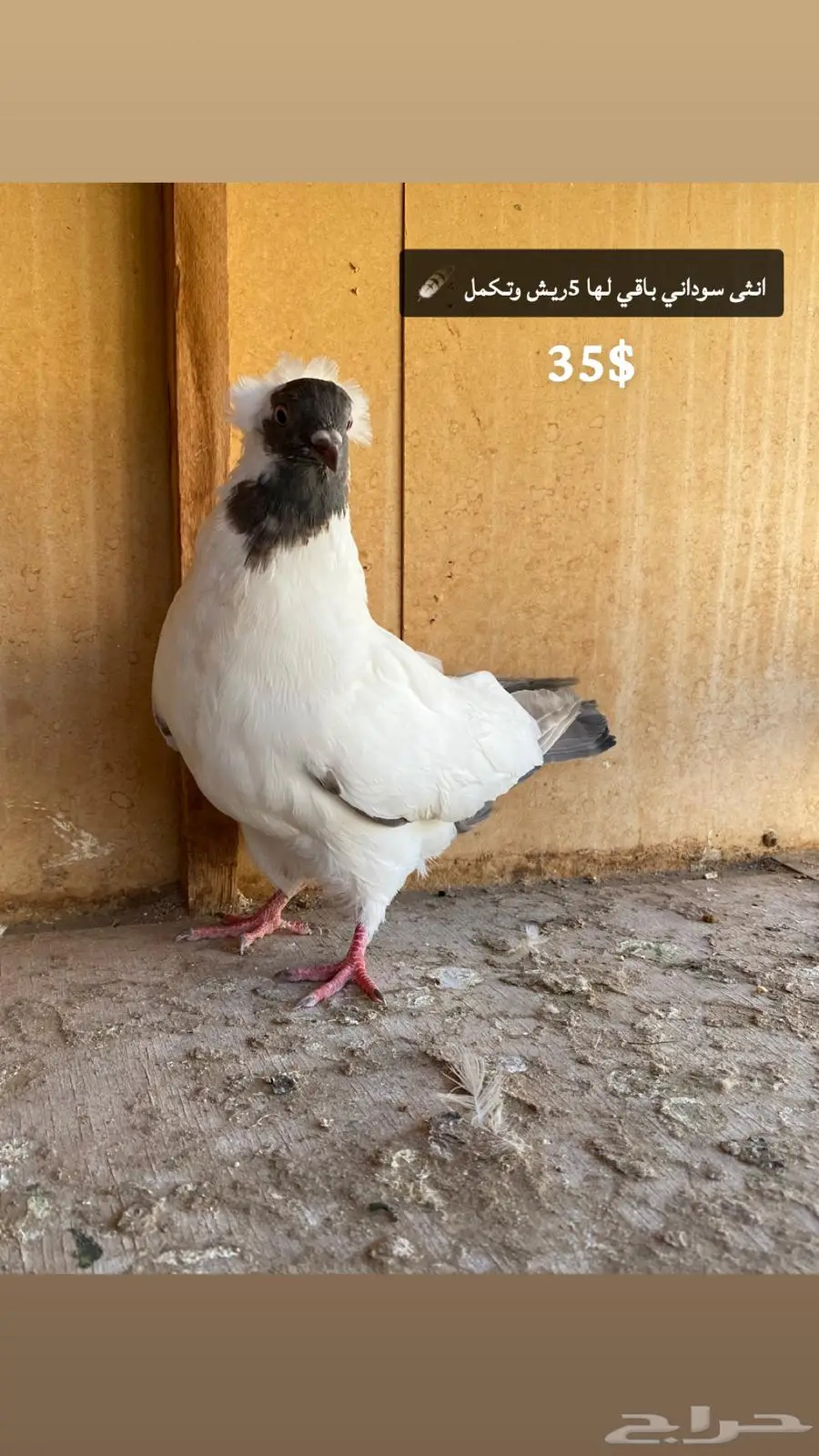 حمام مشكل index