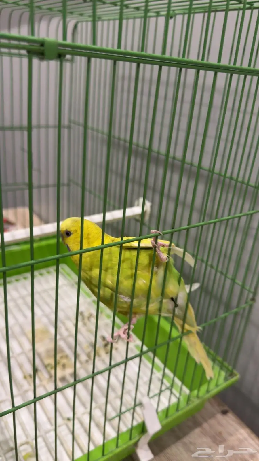 طير بادجي 1