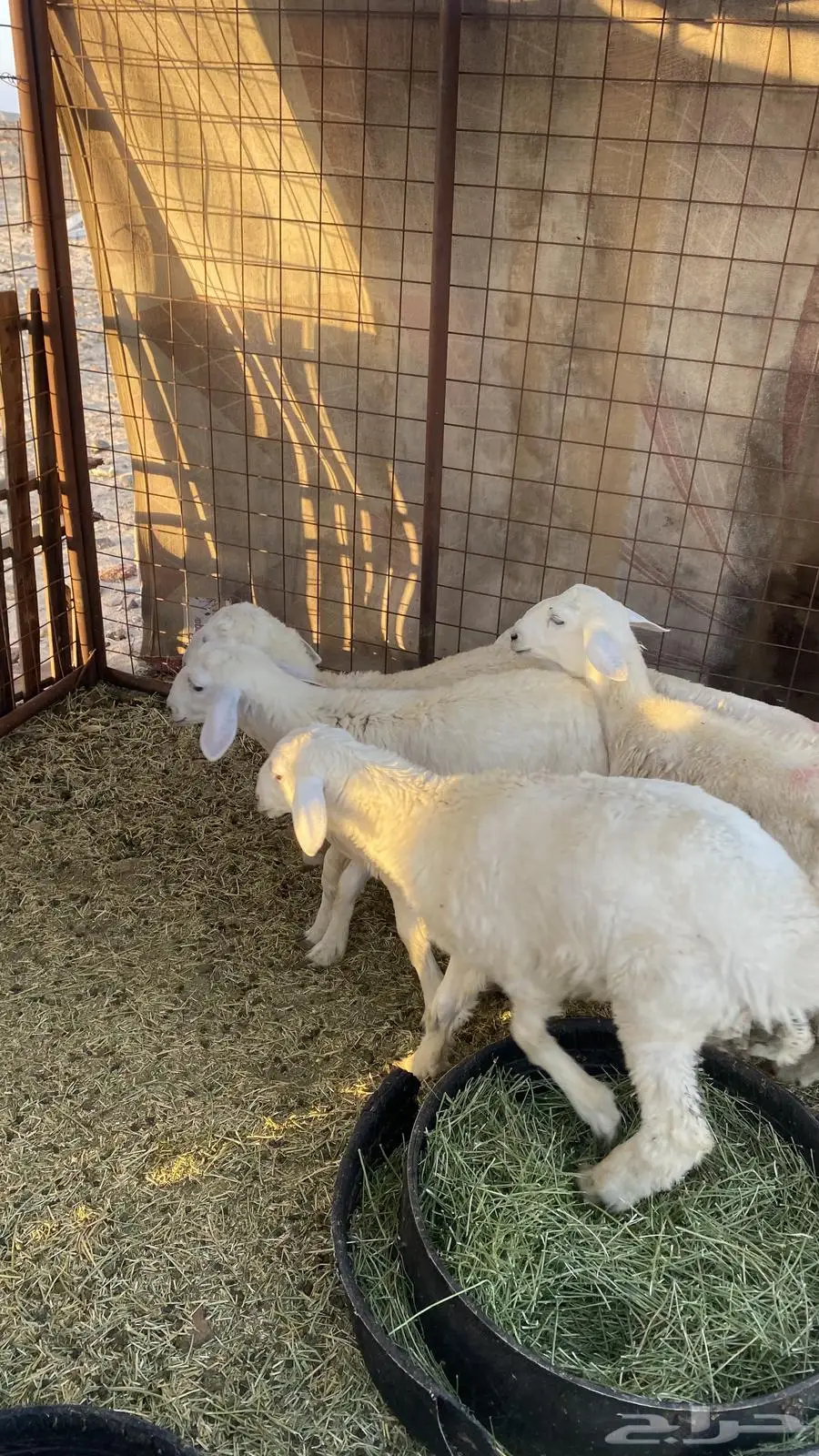 طليان نظاف شرط 1