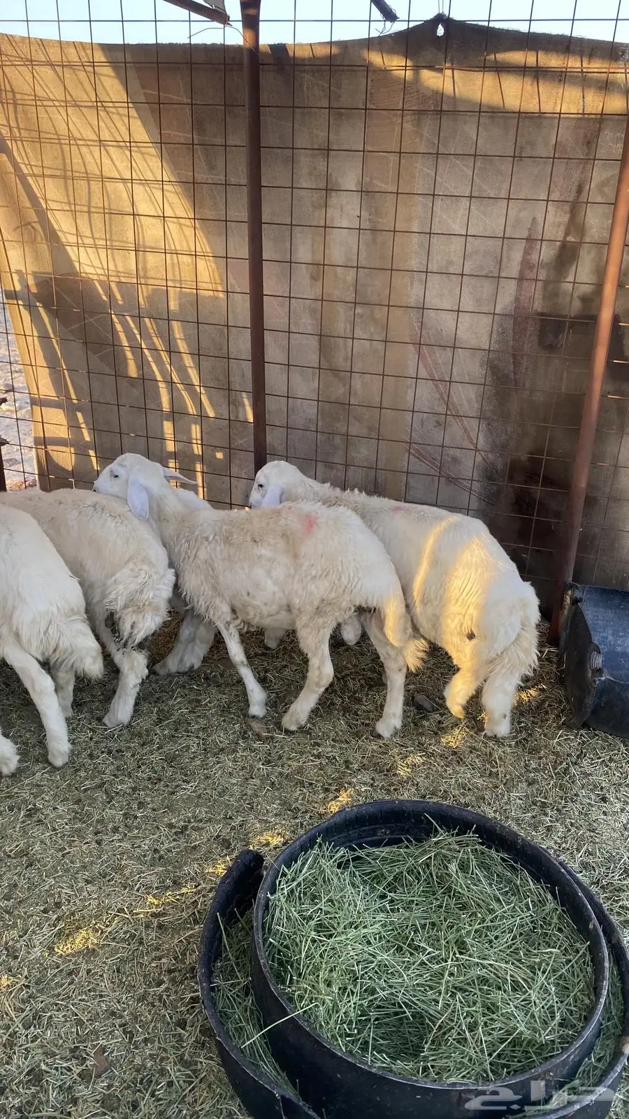 طليان نظاف شرط 0